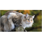 Norwegian Forest Cat 5