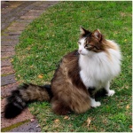 Norwegian Forest Cat 6