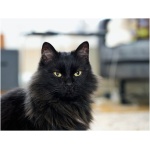 Norwegian Forest Cat 9