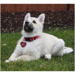 Norwegian Lundehund 5