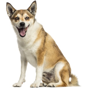 Norwegian Lundehund 9