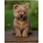 Norwich Terrier 9
