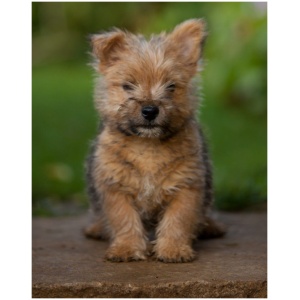 Norwich Terrier 9