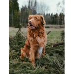 Nova Scotia Duck Tolling Retriever 9