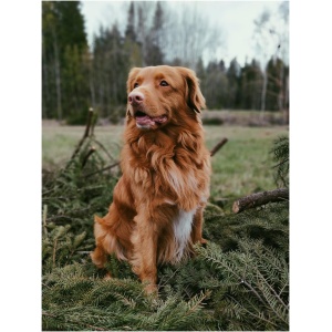 Nova Scotia Duck Tolling Retriever 9