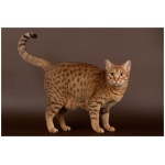 Ocicat 9