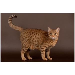 Ocicat 9