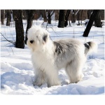 Old English Sheepdog 3