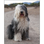 Old English Sheepdog 4