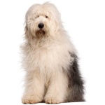 Old English Sheepdog 5