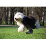 Old English Sheepdog 8