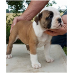 Olde English Bulldogge 1
