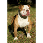 Olde English Bulldogge 2