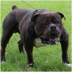 Olde English Bulldogge 3