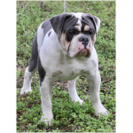 Olde English Bulldogge 6
