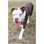 Olde English Bulldogge 9