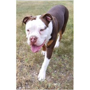 Olde English Bulldogge 9