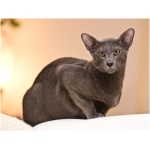 Oriental cat 0