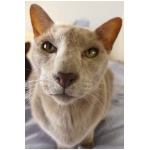 Oriental cat 1
