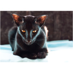 Oriental cat 2