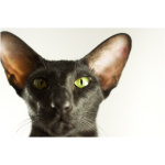Oriental cat 3