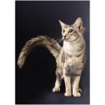 Oriental cat 4