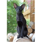 Oriental cat 5