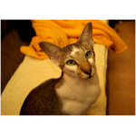 Oriental cat 6