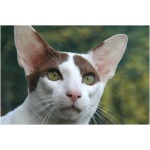 Oriental cat 7