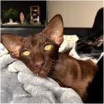 Oriental cat 8
