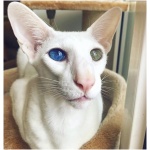 Oriental cat 9