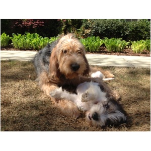 Otterhound 9
