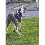Pakistani Mastiff 4