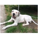 Pakistani Mastiff 5