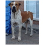 Pakistani Mastiff 9