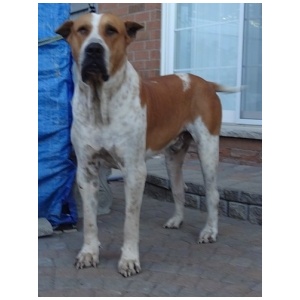 Pakistani Mastiff 9