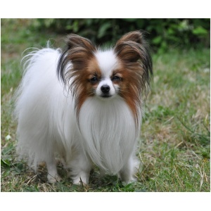 Papillon 4