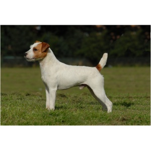 Parson Russell Terrier 9