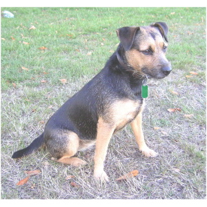 Patterdale Terrier 9