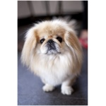 Pekingese 0