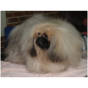Pekingese 8