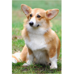 Pembroke Welsh Corgi 4