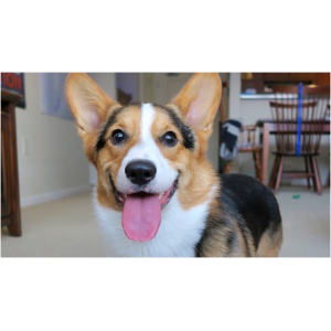 Pembroke Welsh Corgi 9