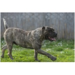 Perro de Presa Canario 9