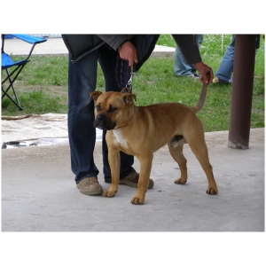 Perro de Presa Mallorquin 9