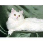 Persian 9