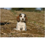 Petit Basset Griffon Vendeen 1