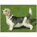 Petit Basset Griffon Vendeen 6