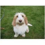 Petit Basset Griffon Vendeen 8