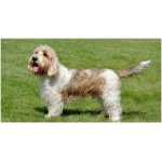 Petit Basset Griffon Vendeen 9